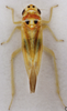 Habitus, dorsal view on Arboridia (Arboridia) versuta (Melichar, 1897): Habitus (male). (Observation).