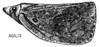 Habitus, lateral view on Batusa agilis Melichar, 1902: (Observation).