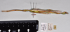 CollectionObject 1560852; a0f2d07a-8009-4588-bb92-72f1cce610a8: copyright QM. male, lateral view (holotype). (CollectionObject).