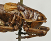 CollectionObject 1535133; 2a4eeb6d-2f99-4f01-89ea-409eebf93663: male head and pronotum, lateral view (syntype). (CollectionObject).
