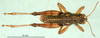 CollectionObject 1501308; 55098bdc-770b-4714-92b2-4bb5f70d5296, DORSA BA000872S01: male, dorsal view (holotype). (CollectionObject).