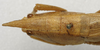 CollectionObject 1535042; eba9ef2d-80d0-4c3f-ba1a-b6582fdc43ad: female pronotum dorsal (lectotype). (CollectionObject).