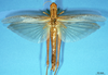 CollectionObject 1538340; dae0d230-ad6d-48d0-ae24-3ae063ab80a1: female, dorsal view (holotype). (CollectionObject).