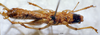 CollectionObject 1541594; 0ab50bf5-10d4-41a7-96c4-a74084e901e9, MNHN-EO-ENSIF845: male ventral view (holotype). (CollectionObject).