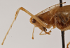 CollectionObject 1475537; a50399b9-6ef1-4b8c-a710-47bb1c68e2da: male pronotum, lateral view (holotype). (CollectionObject).
