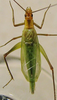 Oecanthus pini Beutenmüller, 1894: male. (Otu).