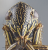 Head: !! display not done !! on Apogonalia mediolineata (Fowler, 1899): Head. (Observation).