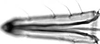 Subgenital plate. on Aphis (Bursaphis) oenotherae Oestlund, 1887 alate viviparous female: Rostrum (URS) of A. oenotherae. (Observation).