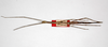 CollectionObject 1561740; cad9b209-0092-4d50-a6f4-82a852bdc97c: copyright MNHU, Berlin. female, dorsal view (syntype). (CollectionObject).