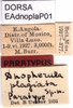 CollectionObject 1581407; 9cb301ac-8322-41c1-ad3c-2c54b4e2e40f: labels (paratype of Dnopherula plagiata). (CollectionObject).