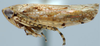 Habitus, lateral view: !! display not done !! on Tropicanus DeLong, 1944: Tropicanus flectus, lateral habitus (INHS). (Observation).