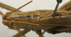 CollectionObject 1535055; ef16bb8e-242c-450f-8210-a9c2d4bfe98c: male, dorsal view (holotype). (CollectionObject).