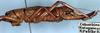 CollectionObject 1532957; 65a239ff-d418-49e0-a07c-4e7be6069372: female, lateral view (paratype). (CollectionObject).