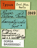 CollectionObject 1501237; 60324135-e2a9-4c19-8bd7-b82a9368037b: labels (syntype). (CollectionObject).