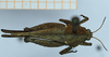 CollectionObject 1585219; b1ece521-6583-48e9-9cbf-013f014e6fc2: male, dorsal view (syntype). (CollectionObject).