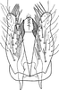 Subgenital plate: Subgenital plate. (Observation).