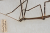 CollectionObject 1559010; b1b7af32-929c-4341-b187-0c427688e1ac: copyright USNM, Washington. (CollectionObject).;CollectionObject 1559011; 4b79db5f-56ee-41d9-945c-417a68134647: copyright USNM, Washington. (CollectionObject).