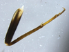 CollectionObject 1593850; a44fda42-3941-49db-97d9-f647d48cd9db: male middle leg, medial view. (CollectionObject).