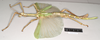 CollectionObject 1563720; fb7930ba-67bf-4588-b803-4ca388a69dd2, NHMUK(SF IMPORT DUPLICATE) 845028: copyright Natural History Museum, London. female, lateral view of synonym Eurycnema viridissima (paralectotype). (CollectionObject).
