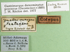 CollectionObject 1500301; 1ae711e5-d152-4219-99b9-84d251db93dd: labels (syntype of Gastrimargus testaceus). (CollectionObject).