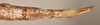 CollectionObject 1557052; b05ff683-8c60-4212-aaa3-e99ec2ddf0cd: copyright OUMNH. female: end of abdomen, ventral view of Phasma (Diura) japetus (holotype). (CollectionObject).