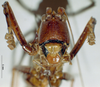 CollectionObject 1537783; NNM 3225790, 3564b5ea-c06e-4378-973d-aa982052fa21: male, frontal view. (CollectionObject).