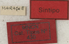 CollectionObject 1535999; 25cec098-28a3-4ec8-bfbb-05541a3bfd3b: labels (paralectotype). (CollectionObject).