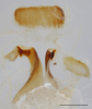 CollectionObject 1585131; e96d3a2f-b304-4cc9-913d-61c3c7299449: male, phallus (scale bar: 1 mm). (CollectionObject).