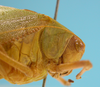 male, pronotum and head lateral view (syntype of Microcentrum bicentenarium). Depicts CollectionObject 1542743; DEES MZLQ-I0099, 00d20a35-345c-4f87-a41f-71c38c1a2f2c, a CollectionObject.