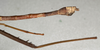 CollectionObject 1560516; NMW 634, ab5e2de5-61a9-4876-9328-ffc8e4ed14b2: copyright NMW, Vienna. male: end of abdomen, lateral view of synonym Paradiapheromera strumosa (lectotype). (CollectionObject).