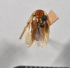 CollectionObject 1553104; NTUC 751, f79488b7-828b-452b-813b-98b3edfc38ad: copyright NTUC. Phyllodromia punctulata (syntype). (CollectionObject).