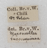 CollectionObject 1565829; a5c65266-8776-45c9-bd0d-3560181090a7: labels (syntype). (CollectionObject).