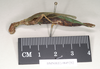 CollectionObject 1561216; NHMUK(SF IMPORT DUPLICATE) 845232, 908f71f4-d99b-40c0-a088-ef111909a049: copyright Natural History Museum, London. female, lateral view (holotype). (CollectionObject).