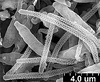 Brochosomes: AG61 | Ecuador, Napo, Transect Ent. 1 km S. Onkonegare Camp, Reserva Etnica Waorani, Onkonegare Camp, 220m, 00 39' 10" S, 076 26' 00"W, fogging, terre firme forest | 10/9/1994 | T. L.Erwin, et al. | USNM. (Observation).