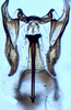 Aedeagus, ventral view: !! display not done !! on Scaphytopius torridus (Ball, 1916): Ohio State U. (Observation).