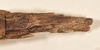 CollectionObject 1562346; 264691cf-adec-43e9-bdc3-24788b6afd26: copyright OUMNH. female: end of abdomen, dorsal view of Xeroderus kirbii (lectotype). (CollectionObject).