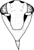 Head on Eupteryx (Eupteryx) heydenii (Kirschbaum, 1868): Face (male). (Observation).