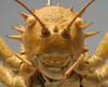 Hetrodes pupus pupus (Linnaeus, 1758): female, frontal view (holotype of Hetrodes productus). (Otu).