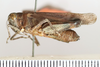 CollectionObject 1593072; 82b4026c-7da6-4815-beb8-f228d70189b1: female, lateral view (paratype). (CollectionObject).