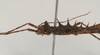 CollectionObject 1560491; NHMUK(SF IMPORT DUPLICATE) 845128, 81f27b38-b3f2-4413-a052-00ace60aa4e3: copyright Natural History Museum, London. male: head and thorax, lateral view (holotype). (CollectionObject).