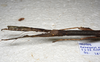 CollectionObject 1576532; 23ef1579-bcd0-4b72-95cd-7b984016a422: copyright ZRC Singapore. female: head & thorax, lateral view (holotype). (CollectionObject).
