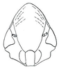 Head: !! display not done !! on Dicyphonia Ball, 1900: Dicyphonia ornatus, female, face. (Observation).