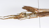 CollectionObject 1590156; 699aa1cd-42d0-458b-9b6f-03bfe16681b0: copyright Oskar Conle. female: head & thorax, lateral view (paratype). (CollectionObject).;CollectionObject 1590157; 3fd27e98-576d-4f90-8350-dafc688c13bc: copyright Oskar Conle. female: head & thorax, lateral view (paratype). (CollectionObject).