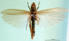 CollectionObject 1591806; DORSA BA00038S01, c96daaec-267f-4112-9194-01e5c673e1d4: female, dorsal view (syntype of Gryllus bicolor). (CollectionObject).