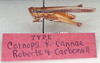 CollectionObject 1524444; 7a3fa6f8-8b78-4a8e-b551-627aa876db89: male, lateral view (holotype). (CollectionObject).