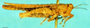 CollectionObject 1505139; c1adec92-cddc-4813-ba65-cbebf26fa0fd: male, lateral view (syntype). (CollectionObject).