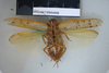 CollectionObject 1552801; NHMUK(SF IMPORT DUPLICATE) BMNH(E) 877040, 115012ac-c206-4f8f-b4b2-618a9cd9eb3c: Copyright NHM, London. Holotype female of synonym Epilampra munda, ventral view. (CollectionObject).