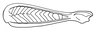 Brownacris microptera Dirsh, 1958: Fig. 1. hind femur, external view. (Otu).