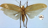 CollectionObject 1516960; bc773404-1548-43aa-8df4-4c257ea24162: female, dorsal view (holotype). (CollectionObject).