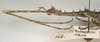 CollectionObject 1557090; d30b9910-6274-4c5a-8e32-3240ebaa97a3: copyright St. Petersburg. female: head and thorax of synonym Antongilia echinops (holotype). (CollectionObject).